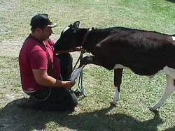 Cow Shake