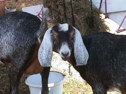 Goat