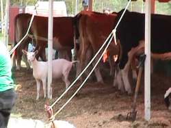 Goat & cows