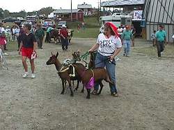 goats in parade