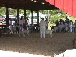 goatshow