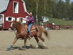 horseshow