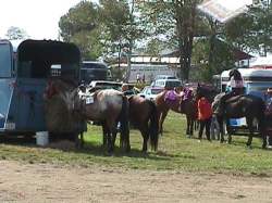 horseshow