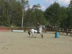 horseshow