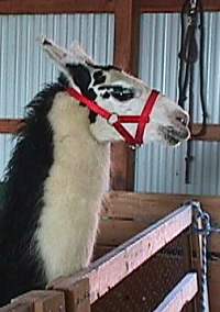 llama