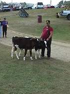 little oxen