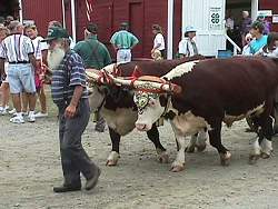 oxen