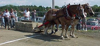 horse pulling