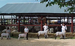 Sheep Show