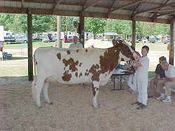 Youth Supreme Champion