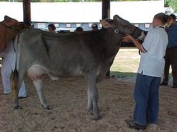 Brown Swiss