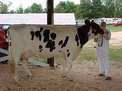 Holstein