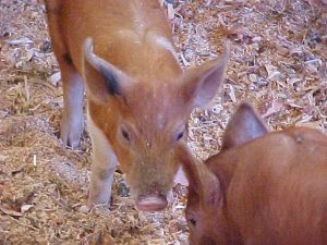 Preparing for showing