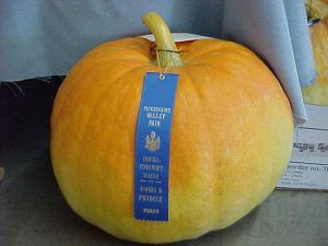 Pumkin grown by Linda Zotynia